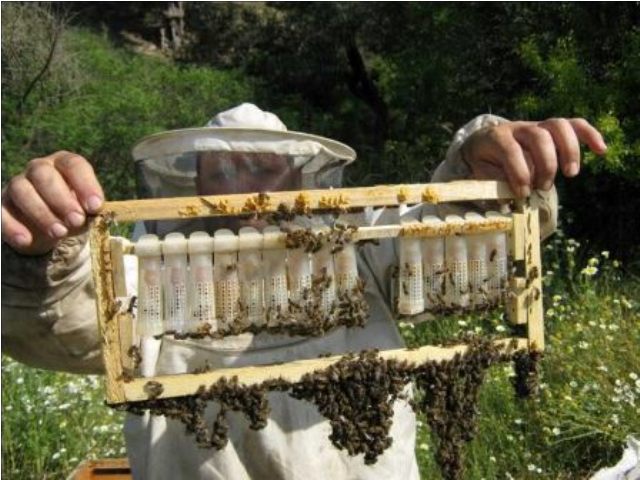 افضل مصانع وشركات العسل في تركيا